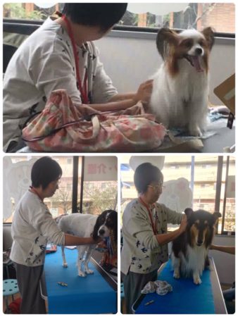 第10回横浜 犬猫と人の自然療法フェスタ ご報告 一般社団法人 犬猫の食と自然医療の学校 飼い主のためのキャリア スキルアップスクール